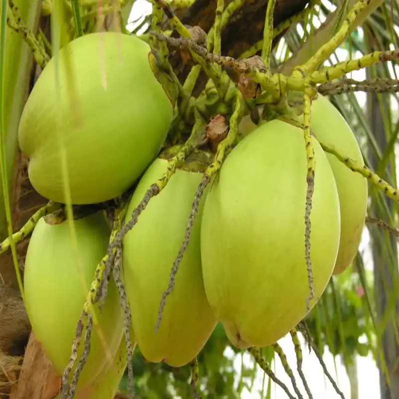 Coconut Desi Plant